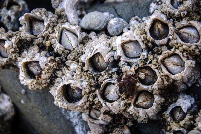 Bacteria Are The Probable Cause Of Barnacles Sticking To Boats