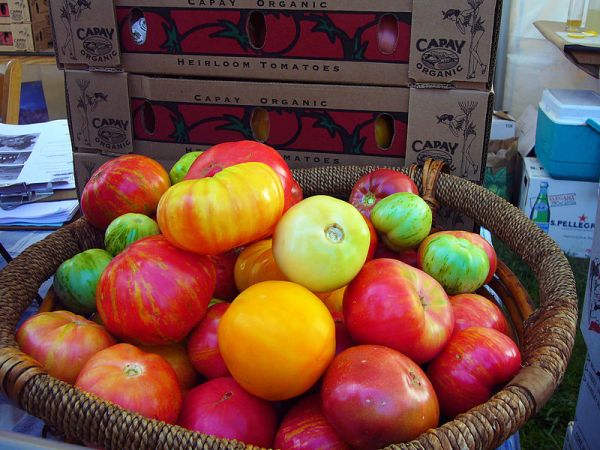 Comparing Wild Tomatoes To Supermarket Tomatoes For Delicious Genes