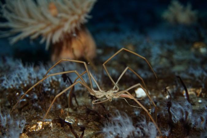 Sea spiders use their guts to pump oxygen through their freaky little bodies