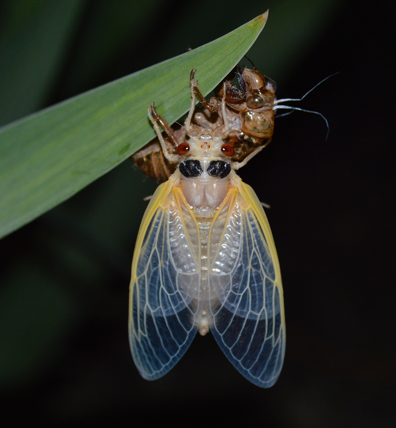 cicada