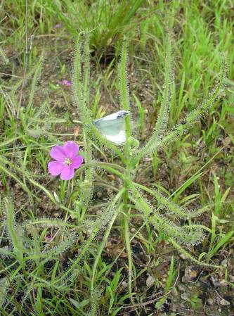 New Meat-Eating Plant Species Found In Japan