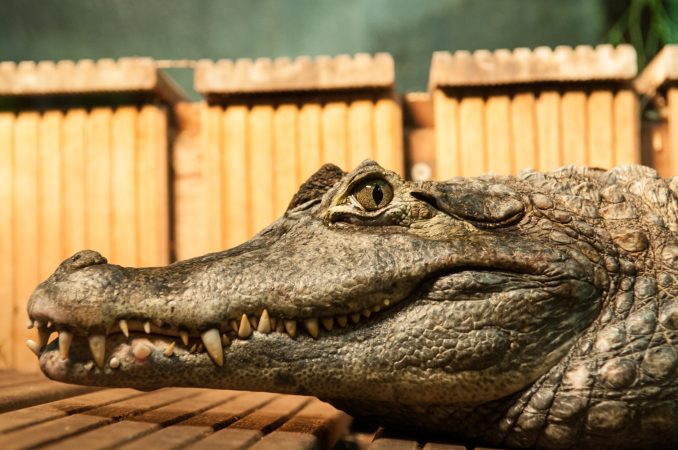 Are Crocodiles Secret Fruit-Lovers?