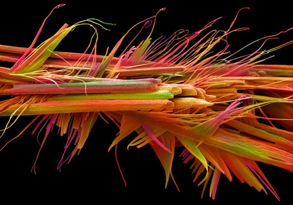 The Wellcome Collection’s Best Science Photography Of 2012