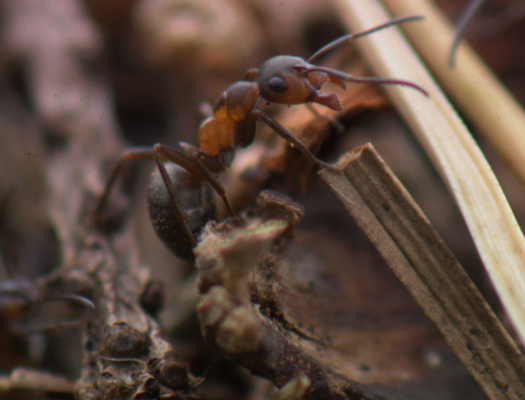 A Biologist Tracks Ants With Teeny Radio Tags