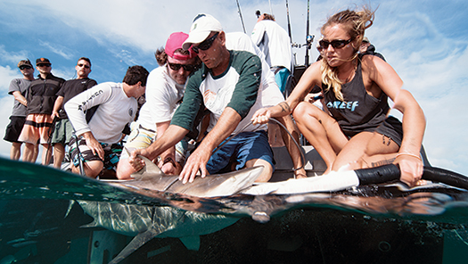 The Quest To Uncover The Secret Lives Of Sharks