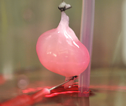 This Bioengineered Rat Kidney Could Pave The Way For On-Demand Replacement Organs