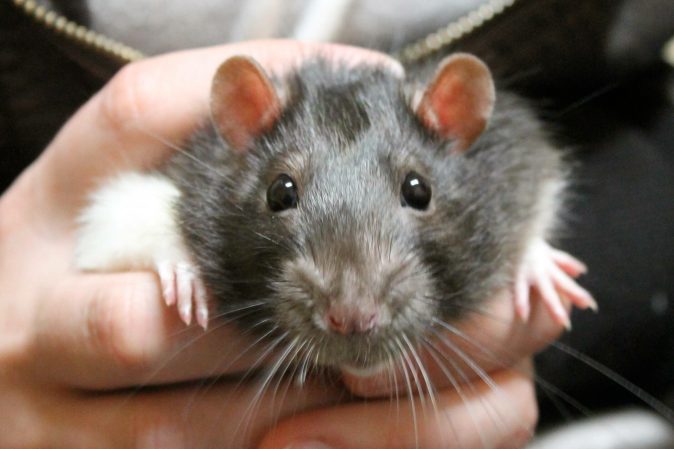 Rats Recognize The Facial Expressions Of Other Rats