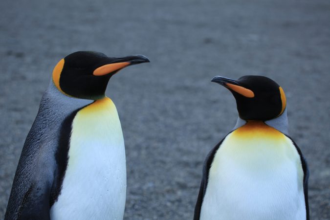 Watch A Pudgy Penguin Wobbling On A Treadmill