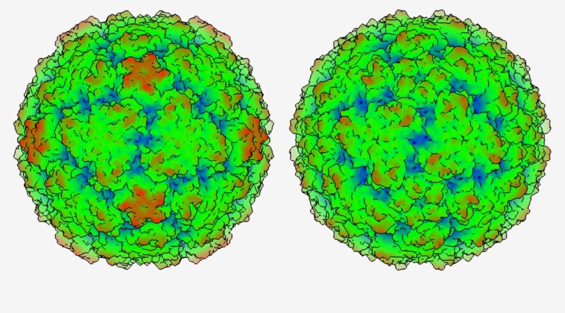 Model Of Newly Discovered Common Cold Virus Species Looks Like A Booger