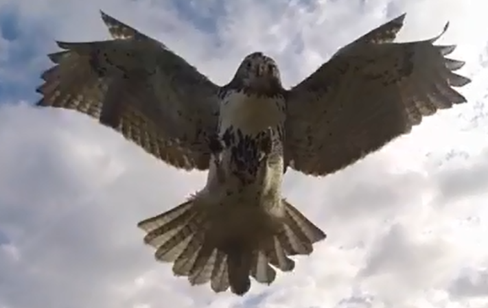 French Researchers Bother Birds With Drones, For Science