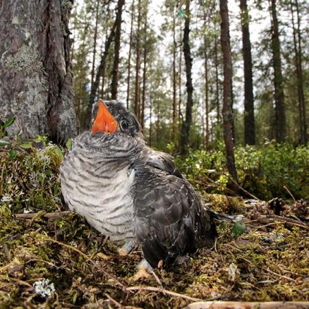 Russian cuckoos are taking over Alaska