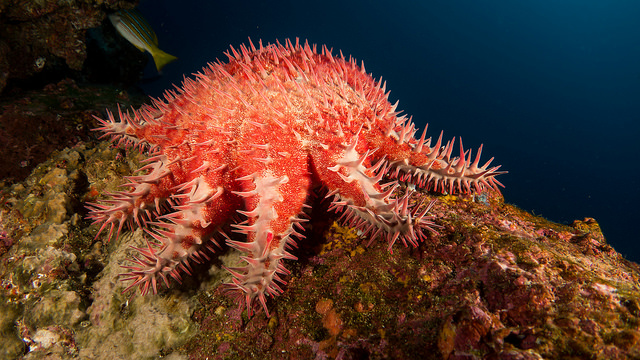 Crown-of-thorns starfish