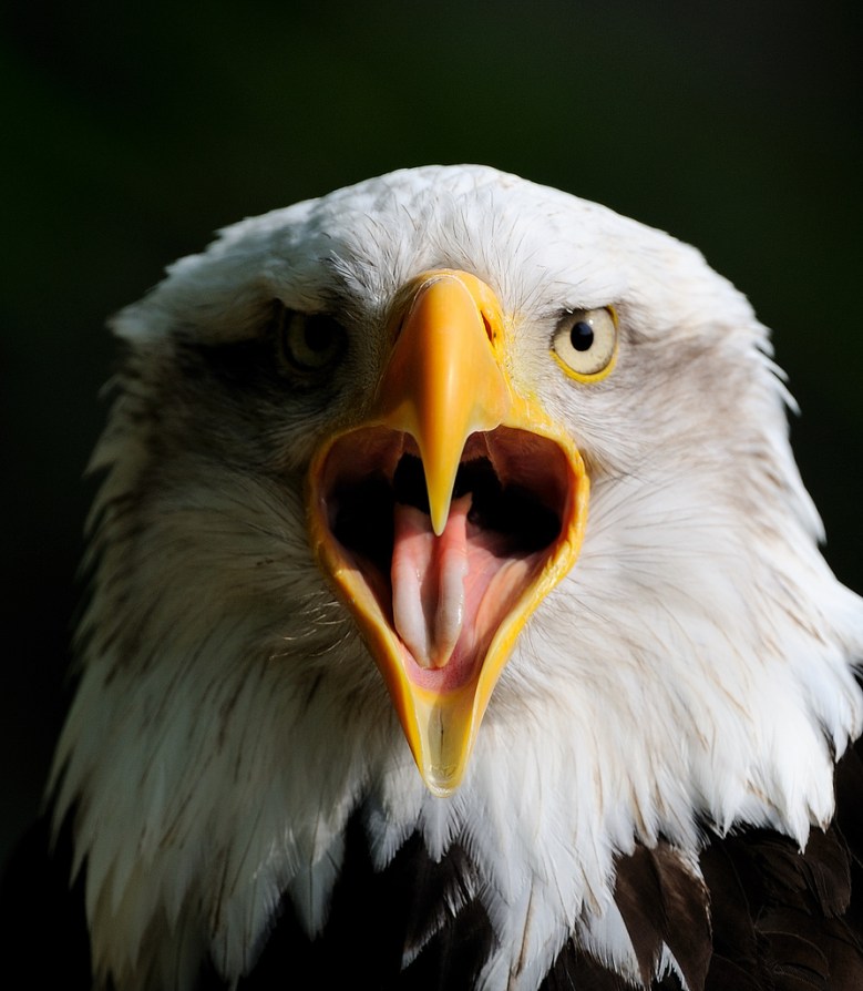 Everything you think you know about bald eagles is wrong