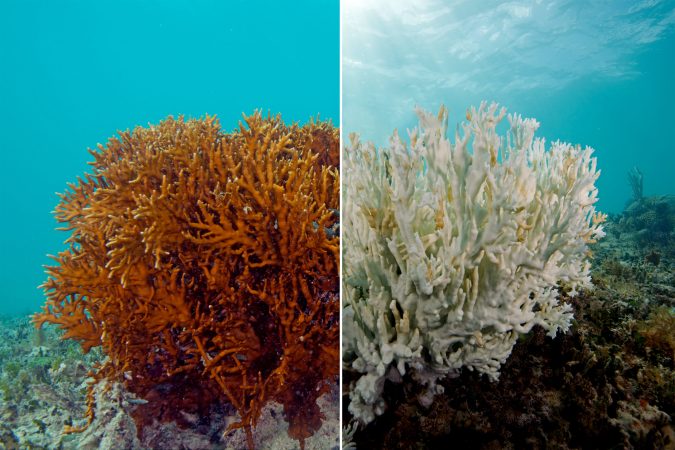 The World’s Coral Is Experiencing A Massive Bleaching Event