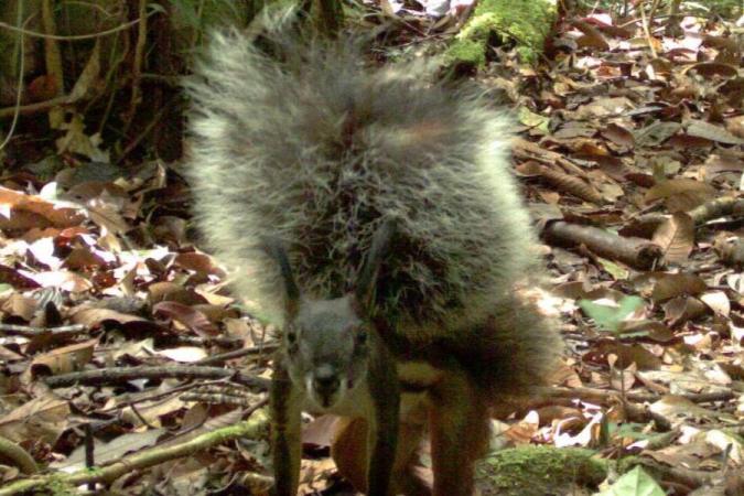 This Squirrel Breaks Record For Tail Size… And May Eat Deer’s Hearts