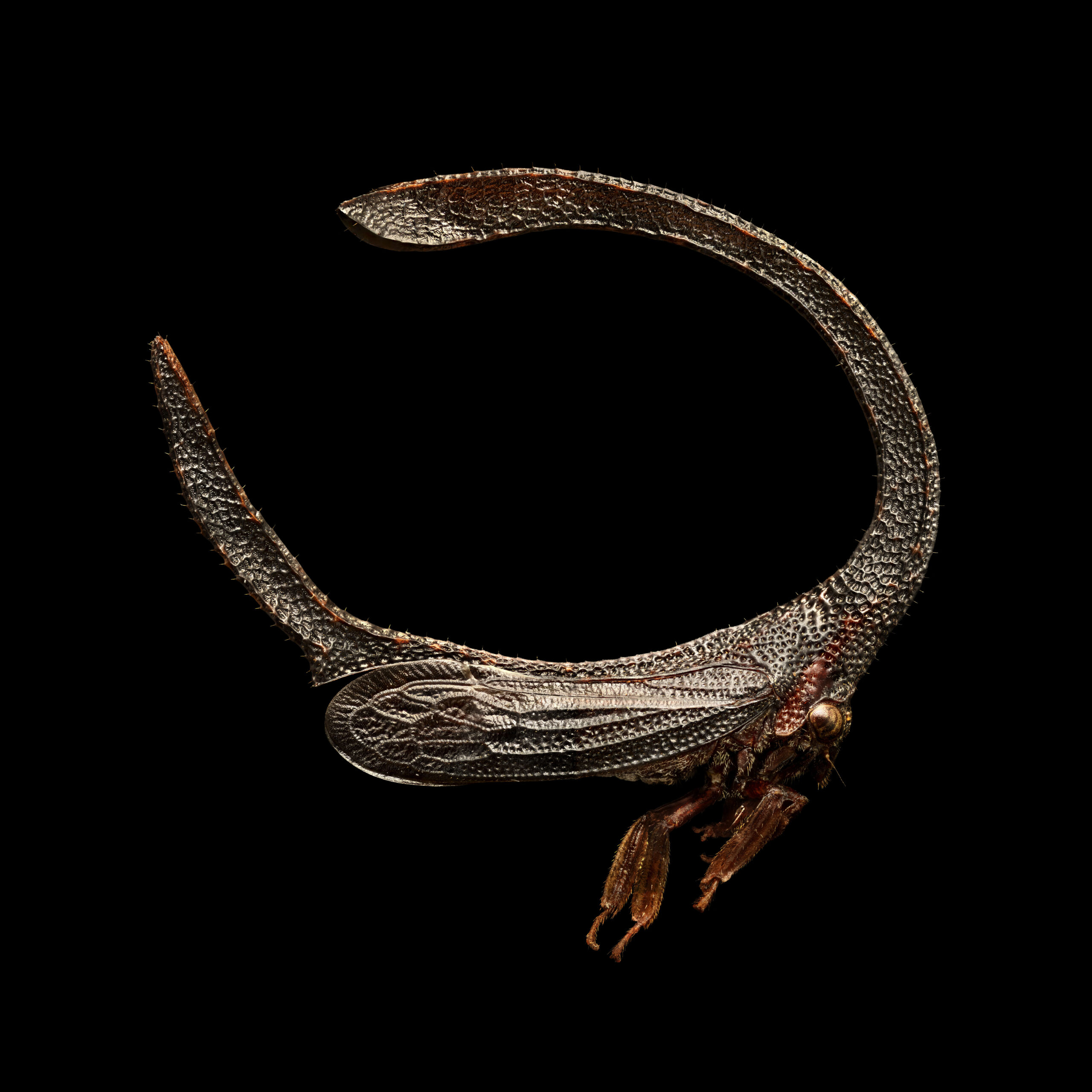 Branch-backed treehopper