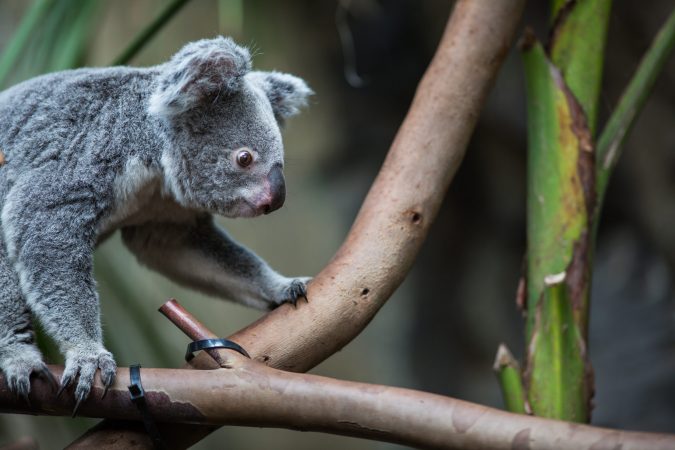 koala in tree