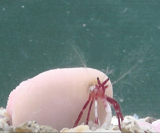 These hermit crabs shack up inside living coral instead of mere shells