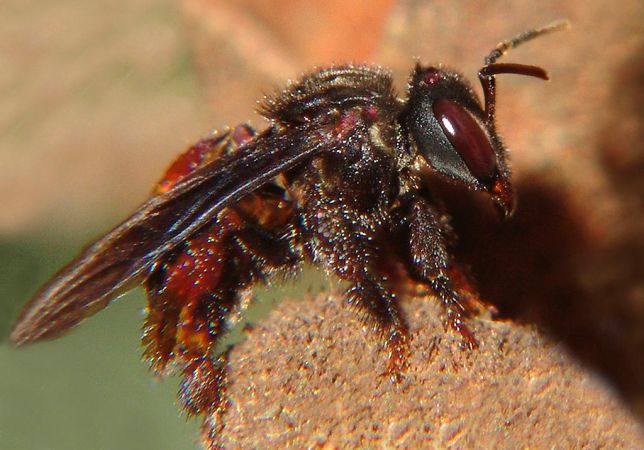 Bees Make A Big Stink To Protect Flowers