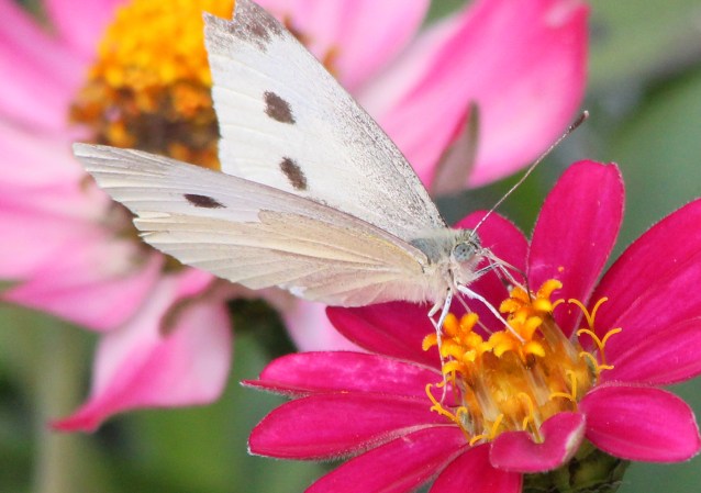 Studying Pollinators With 3D-Printed Flowers