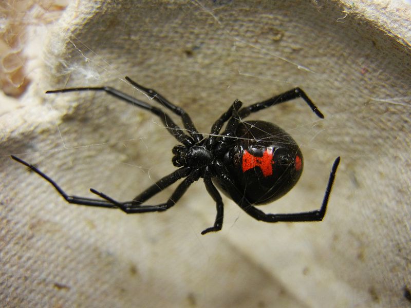 Female Black Widow