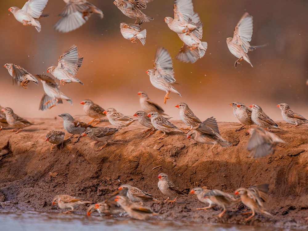 Red-billed Quelea and one Southern Gray headed Sparrow