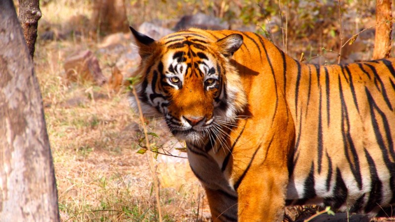 Indian National Park Setting Up Radar Network To Protect Tigers — And Humans