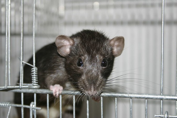 Trained Police Rats Sniff Out Crime In The Netherlands