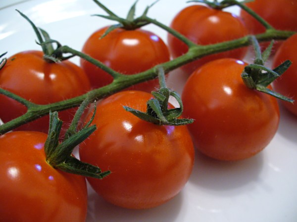 Better Tomatoes Via a Fertilizer of…Human Urine?