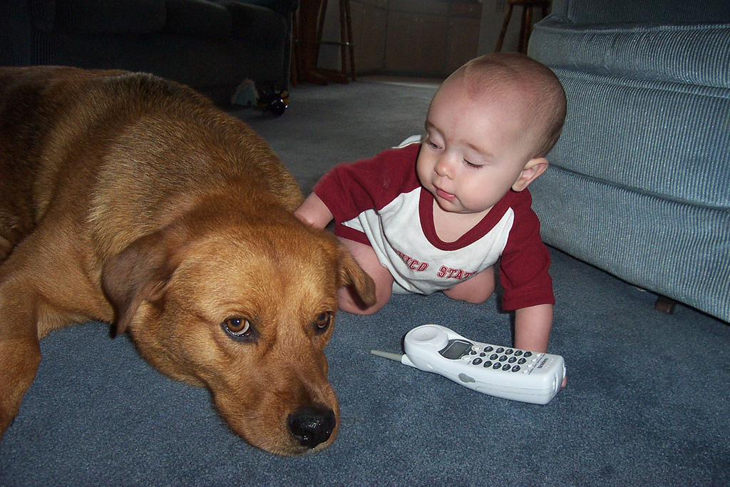 are dogs smarter than toddlers