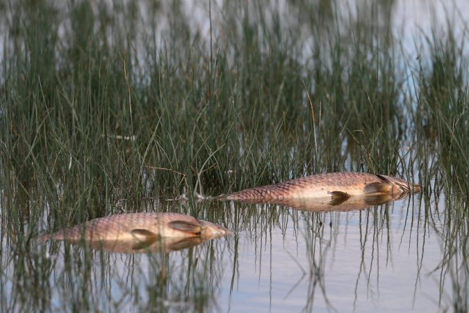 Australia Will Deliberately Release Herpes Virus To Kill Invasive Carp