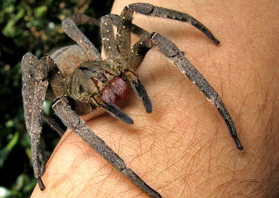 Female Black Widow