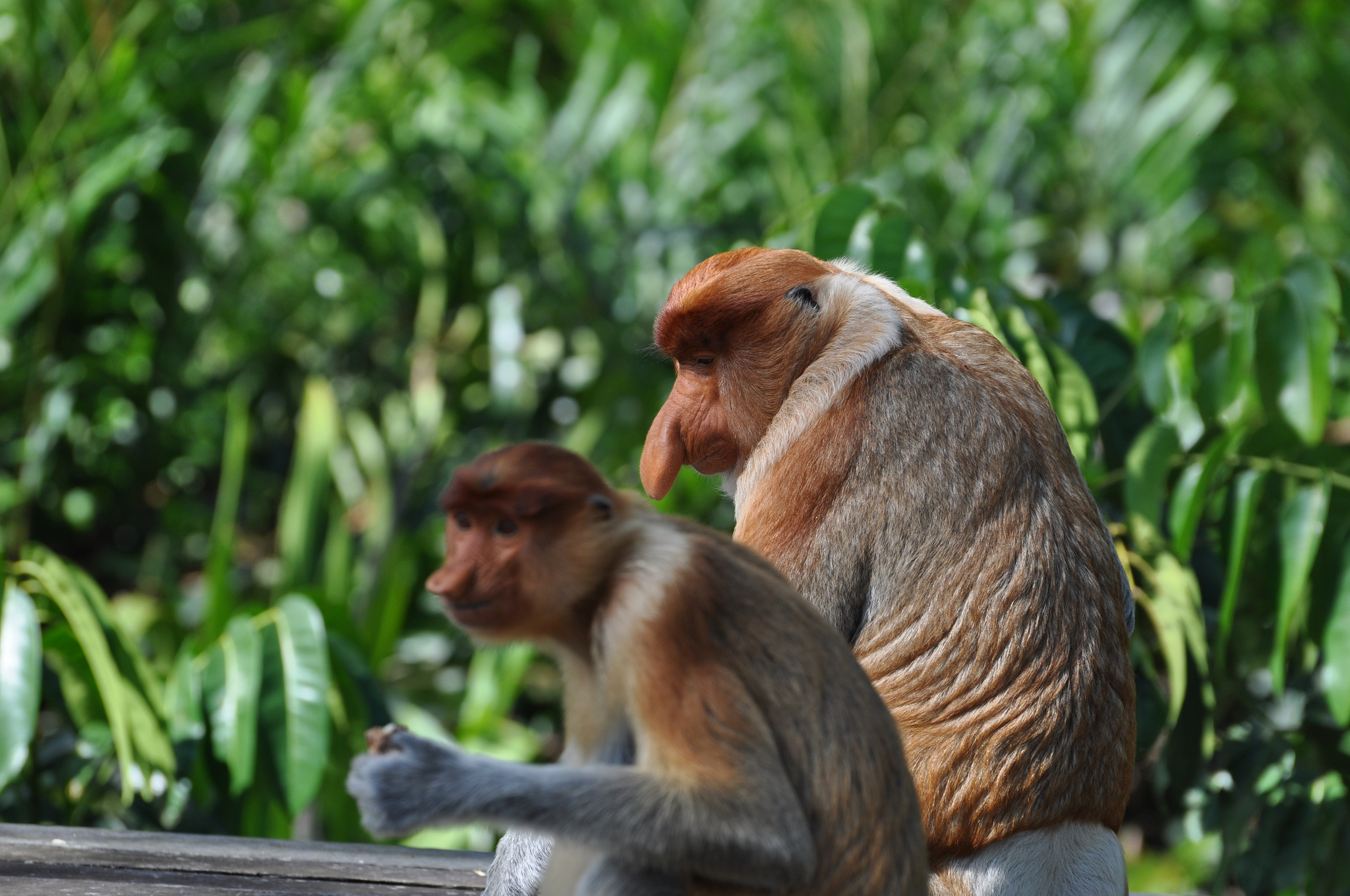 httpswww.popsci.comsitespopsci.comfilesimages201802proboscis_monkey.jpg