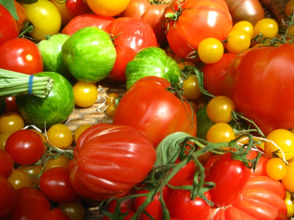 Damaged Tomatoes Could Provide Electricity