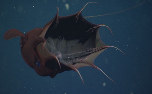 Mythbusting: The Vampire Squid Is Not A Lethal Ocean Predator