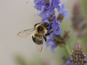 A small city in Iowa is devoting 1,000 acres of land to America’s vanishing bees