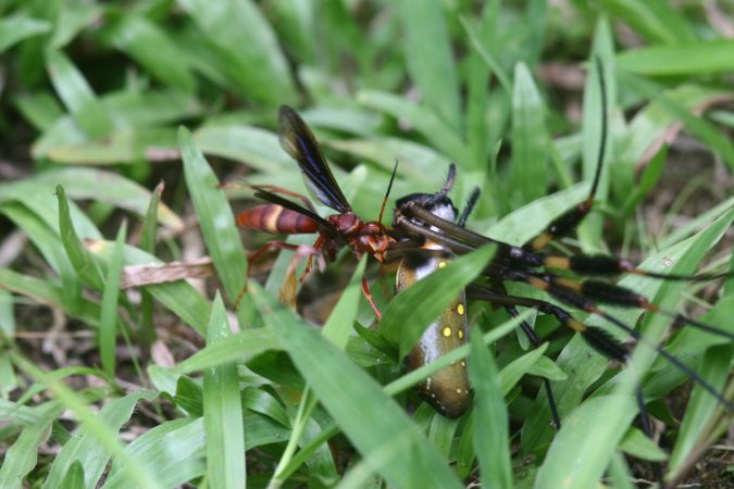 How Zombie Spiders Are Enslaved As Wasp Nursery Builders