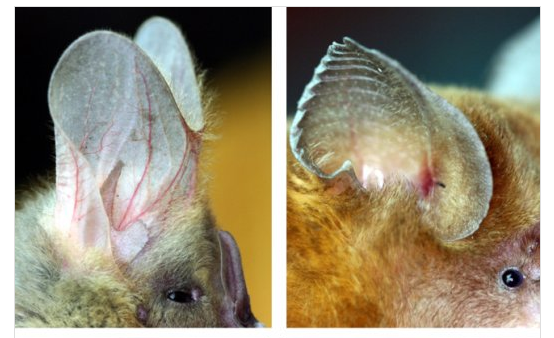 Bat Ears Could Inspire New Sensing Technology For Robots and Autonomous Vehicles