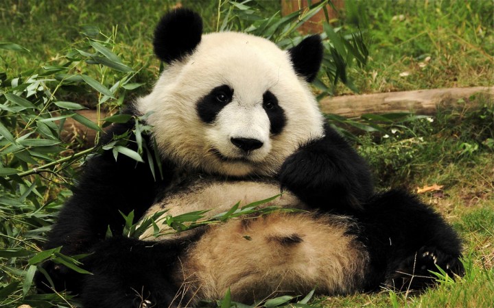 Pandas, which are basically giant poop machines, may inadvertently help save other species