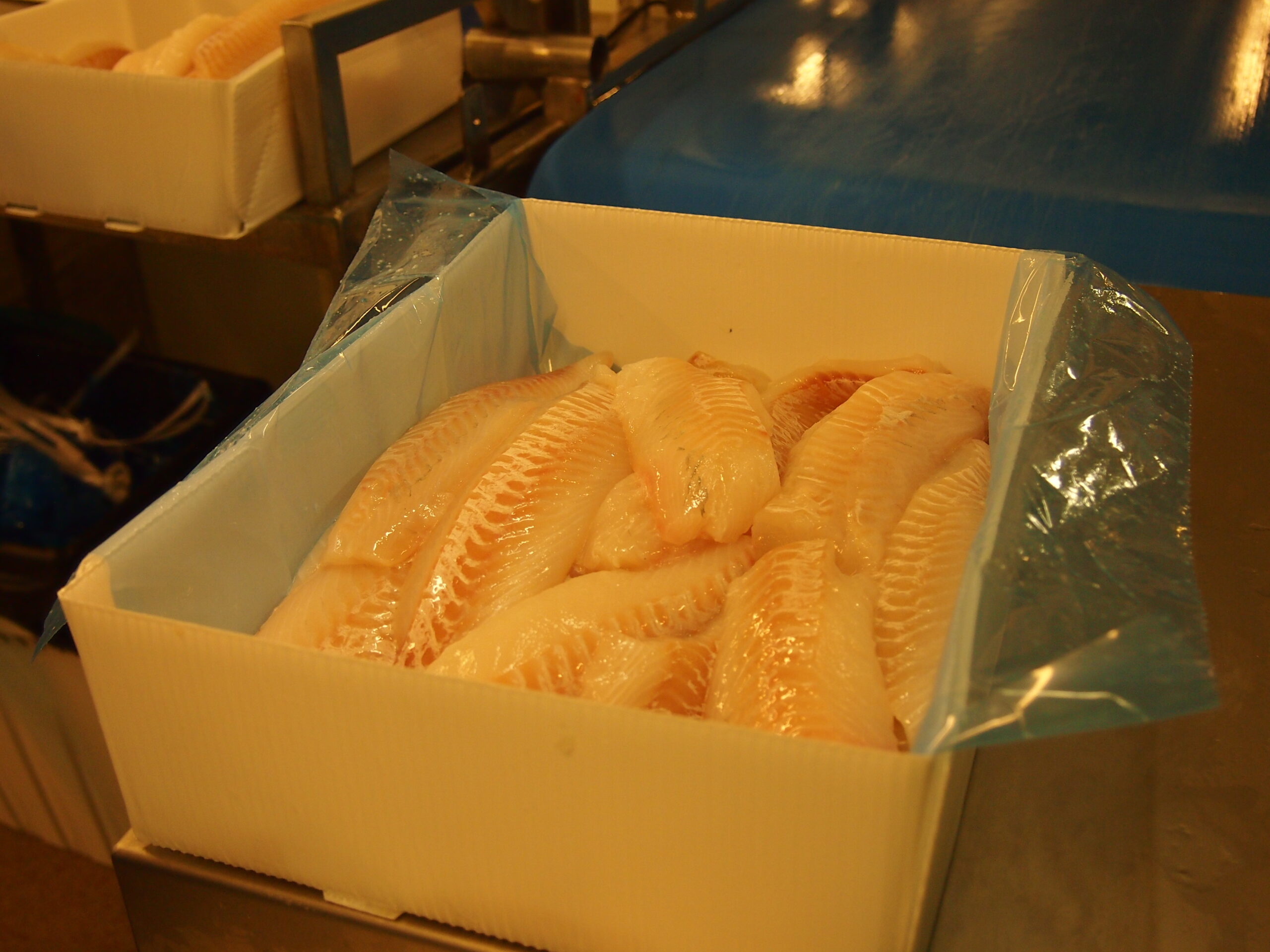 fresh cod fillets