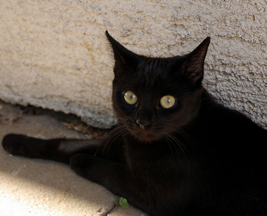 Furry Racism At The Pound: Why Is It Harder For Black Cats To Find Homes?