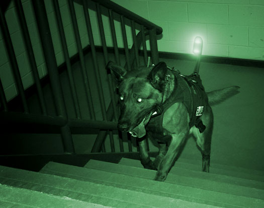 High-Tech Canine Flak Jacket Lets Tactical Dogs Operate Far from Handlers