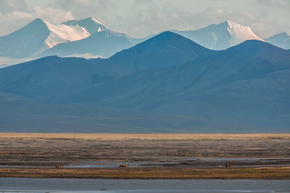 Caribou run along the coastal plain in front of glaciers in the British Mountains