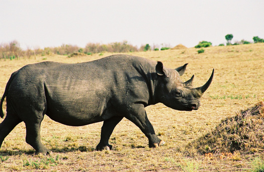 Inject Rhino Horns With Poison, That’ll Stop Poachers