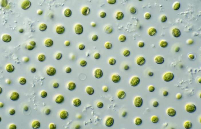 How Algae Can Fuel Planes, Feed Livestock And Fight Climate Change