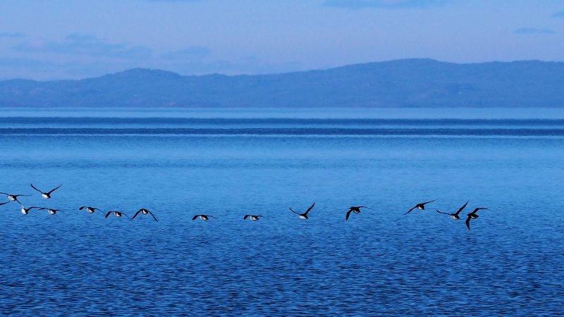 Bird poop might help keep the Arctic cool