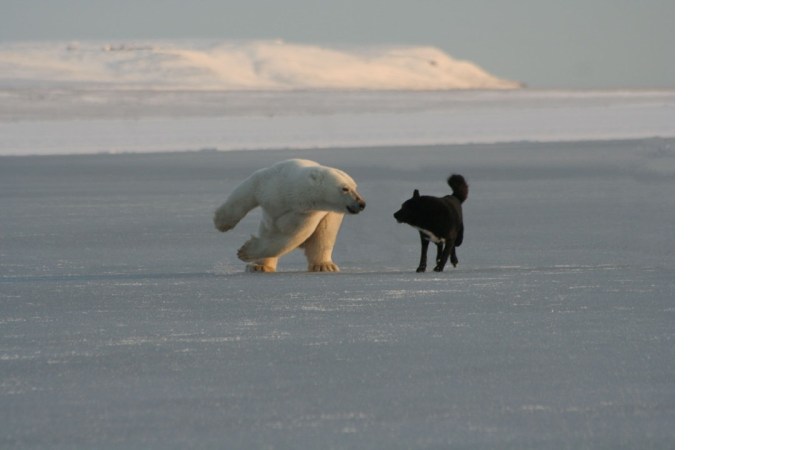 This Is What A Russian-American Expedition To The Arctic Looks Like