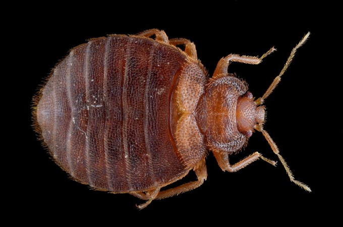 Better Know a Plague: Bed Bugs