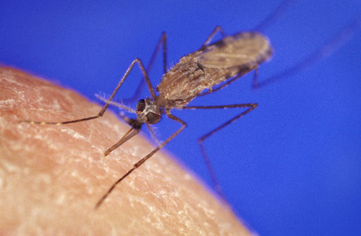 GlaxoSmithKline Opens Chemical Database to Researchers Hunting Malaria Drugs