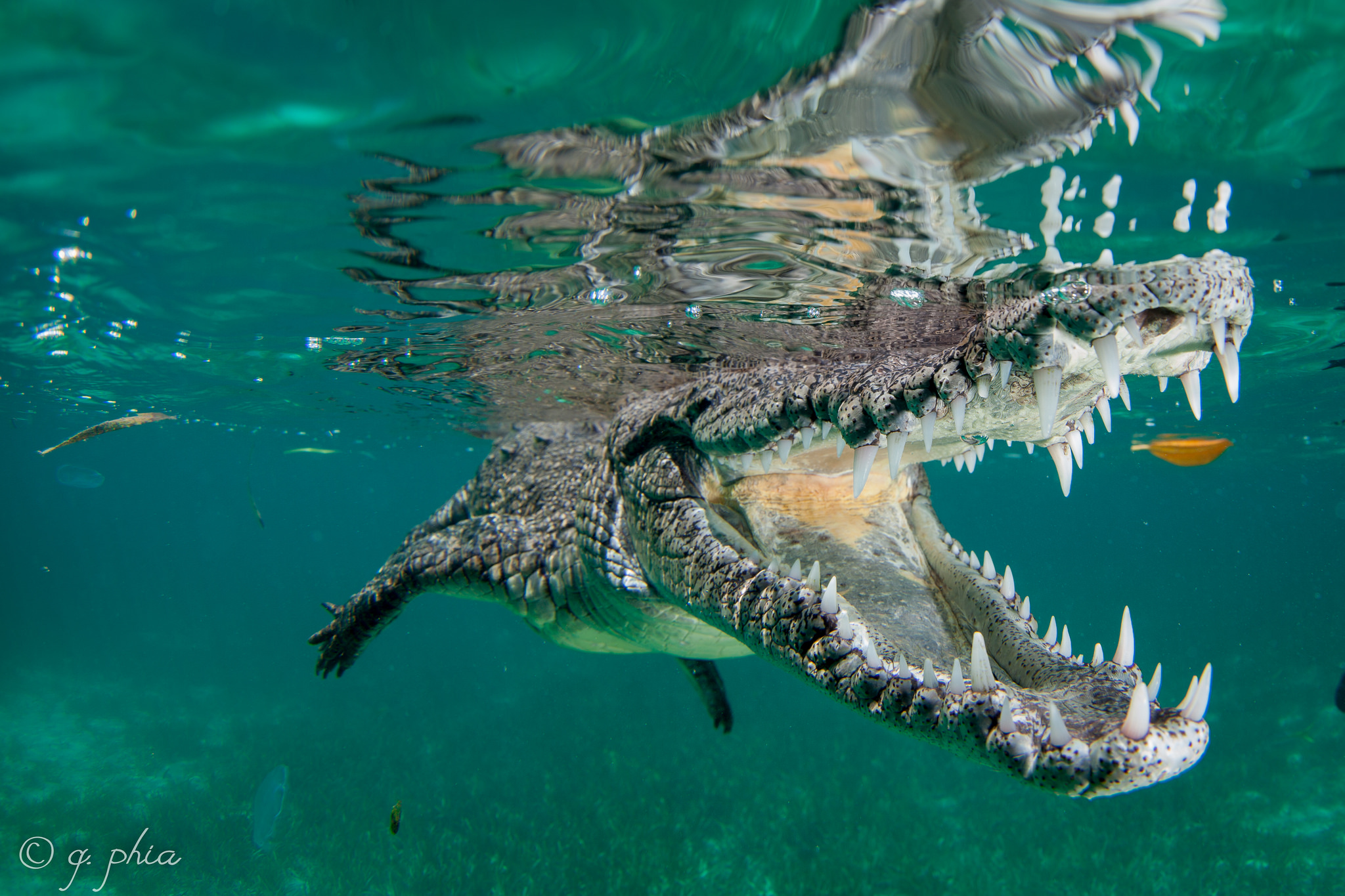 American crocodile in Jardines de la Reina